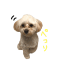 マルプー大吉3（個別スタンプ：13）