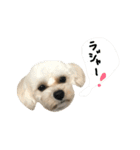 マルプー大吉3（個別スタンプ：24）