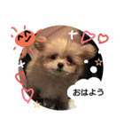 たこまるのスタンプ（個別スタンプ：5）