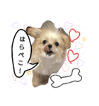 たこまるのスタンプ（個別スタンプ：8）