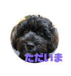 トイプードルとシーズーのMIX犬エマ2（個別スタンプ：2）