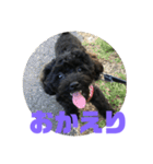 トイプードルとシーズーのMIX犬エマ2（個別スタンプ：3）