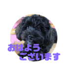 トイプードルとシーズーのMIX犬エマ2（個別スタンプ：4）