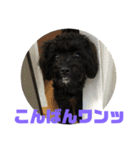 トイプードルとシーズーのMIX犬エマ2（個別スタンプ：6）