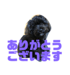 トイプードルとシーズーのMIX犬エマ2（個別スタンプ：7）