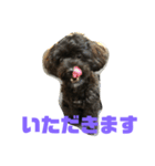 トイプードルとシーズーのMIX犬エマ2（個別スタンプ：8）