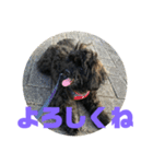 トイプードルとシーズーのMIX犬エマ2（個別スタンプ：9）