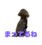 トイプードルとシーズーのMIX犬エマ2（個別スタンプ：10）