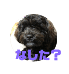 トイプードルとシーズーのMIX犬エマ2（個別スタンプ：11）