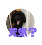 トイプードルとシーズーのMIX犬エマ2（個別スタンプ：13）