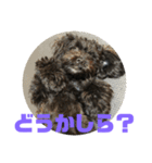 トイプードルとシーズーのMIX犬エマ2（個別スタンプ：14）