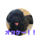 トイプードルとシーズーのMIX犬エマ2（個別スタンプ：15）