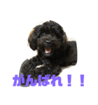 トイプードルとシーズーのMIX犬エマ2（個別スタンプ：16）