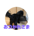 トイプードルとシーズーのMIX犬エマ2（個別スタンプ：17）