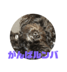 トイプードルとシーズーのMIX犬エマ2（個別スタンプ：19）