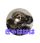 トイプードルとシーズーのMIX犬エマ2（個別スタンプ：20）