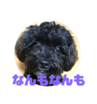 トイプードルとシーズーのMIX犬エマ2（個別スタンプ：21）