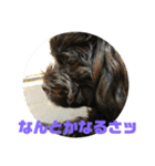 トイプードルとシーズーのMIX犬エマ2（個別スタンプ：23）