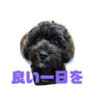 トイプードルとシーズーのMIX犬エマ2（個別スタンプ：26）