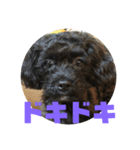 トイプードルとシーズーのMIX犬エマ2（個別スタンプ：27）