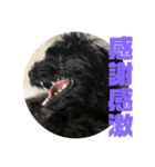 トイプードルとシーズーのMIX犬エマ2（個別スタンプ：28）