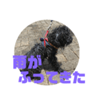 トイプードルとシーズーのMIX犬エマ2（個別スタンプ：30）