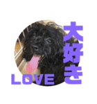トイプードルとシーズーのMIX犬エマ2（個別スタンプ：31）