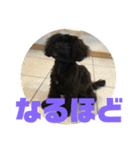 トイプードルとシーズーのMIX犬エマ2（個別スタンプ：32）