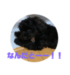トイプードルとシーズーのMIX犬エマ2（個別スタンプ：34）
