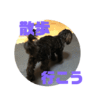 トイプードルとシーズーのMIX犬エマ2（個別スタンプ：35）