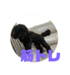 トイプードルとシーズーのMIX犬エマ2（個別スタンプ：36）