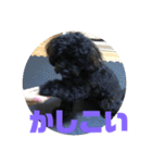 トイプードルとシーズーのMIX犬エマ2（個別スタンプ：37）