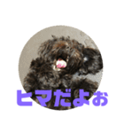 トイプードルとシーズーのMIX犬エマ2（個別スタンプ：38）