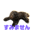 トイプードルとシーズーのMIX犬エマ2（個別スタンプ：39）