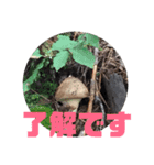 マツタケシーズン（個別スタンプ：5）