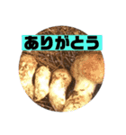 マツタケシーズン（個別スタンプ：6）