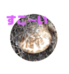 マツタケシーズン（個別スタンプ：7）