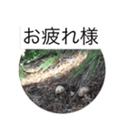 マツタケシーズン（個別スタンプ：15）