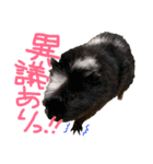 フトアゴ リッツ と モルモット チョコ（個別スタンプ：16）