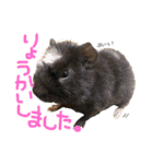 フトアゴ リッツ と モルモット チョコ（個別スタンプ：18）