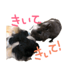 フトアゴ リッツ と モルモット チョコ（個別スタンプ：35）