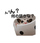 こたろう君の日常（個別スタンプ：6）