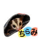 こたろう君の日常（個別スタンプ：11）