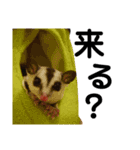 こたろう君の日常（個別スタンプ：13）