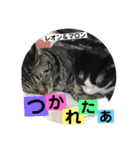 レオン＆マロン LOVE（個別スタンプ：9）