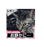 レオン＆マロン LOVE（個別スタンプ：19）