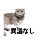 猫の四兄弟（個別スタンプ：2）