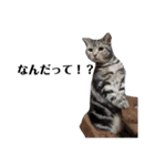 猫の四兄弟（個別スタンプ：6）