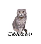 猫の四兄弟（個別スタンプ：7）