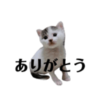 猫の四兄弟（個別スタンプ：8）